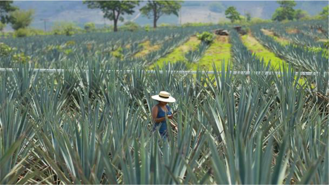 Nueva Ruta del Tequila en Los Altos de Jalisco- cultura, sabor y aventura para turistas