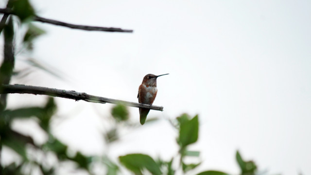 thumb_30792_640_360_0_0_crop