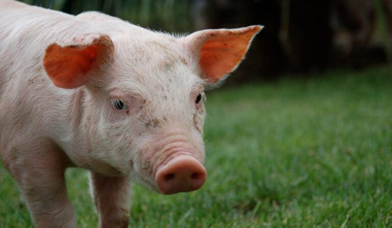 Dia_Mundial_de_los_Animales_Mexico_debe_tener_su_primera_Ley_General_de_Proteccion_03102025-2