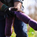 Xochimilco_cabello_ajolote_2_08042026